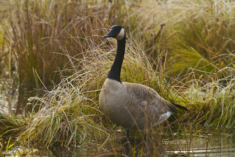 Canadian Goose